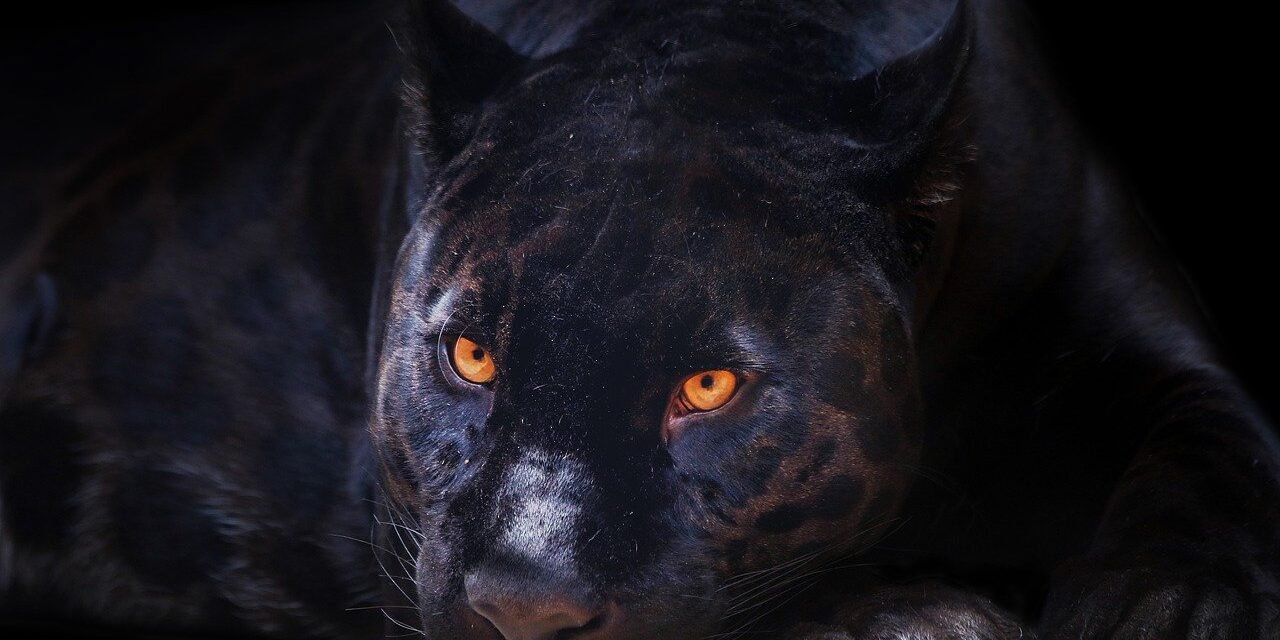 panther-g4106cf3ac_1280